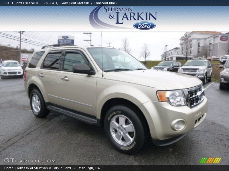 Gold Leaf Metallic / Charcoal Black 2011 Ford Escape XLT V6 4WD
