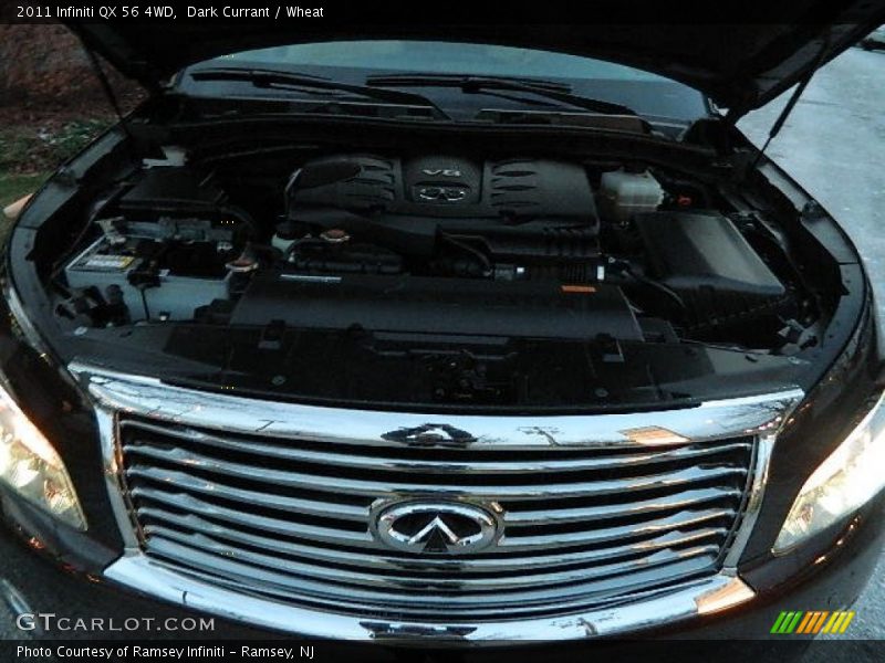 Dark Currant / Wheat 2011 Infiniti QX 56 4WD