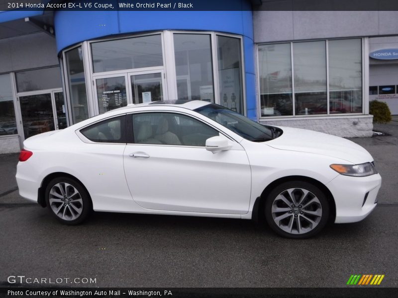 White Orchid Pearl / Black 2014 Honda Accord EX-L V6 Coupe