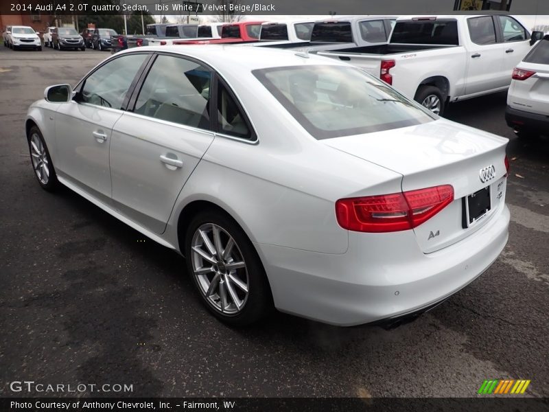 Ibis White / Velvet Beige/Black 2014 Audi A4 2.0T quattro Sedan