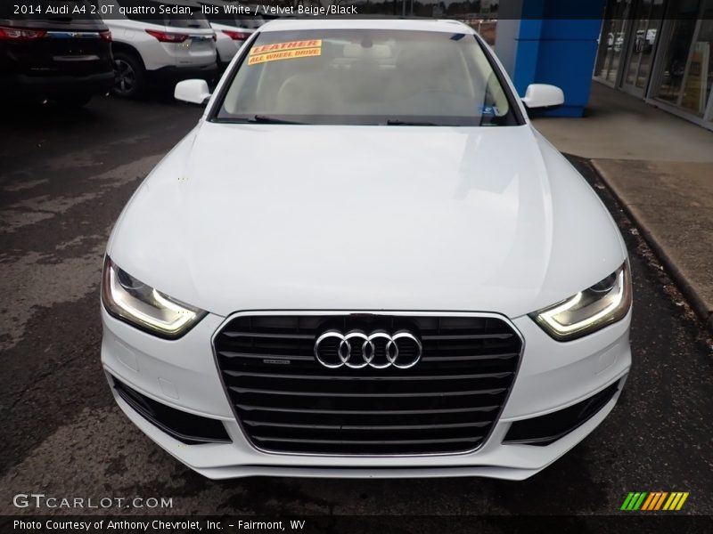 Ibis White / Velvet Beige/Black 2014 Audi A4 2.0T quattro Sedan
