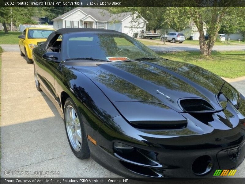 Black / Ebony Black 2002 Pontiac Firebird Trans Am Convertible