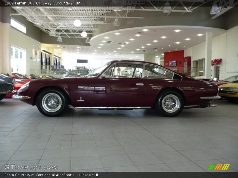Burgundy / Tan 1967 Ferrari 365 GT 2+2