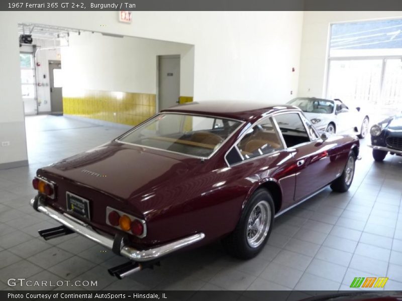 Burgundy / Tan 1967 Ferrari 365 GT 2+2