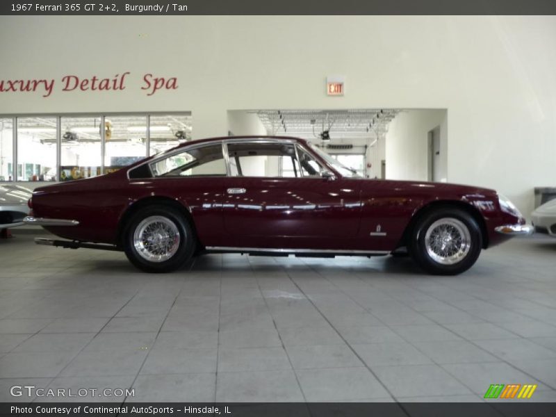 Burgundy / Tan 1967 Ferrari 365 GT 2+2