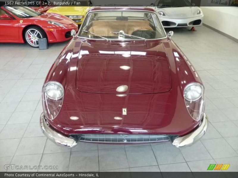 Burgundy / Tan 1967 Ferrari 365 GT 2+2