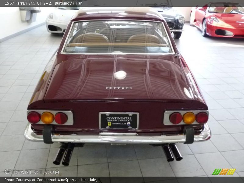 Burgundy / Tan 1967 Ferrari 365 GT 2+2