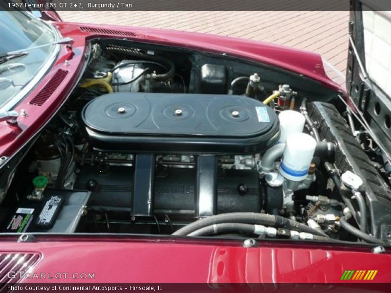 Burgundy / Tan 1967 Ferrari 365 GT 2+2