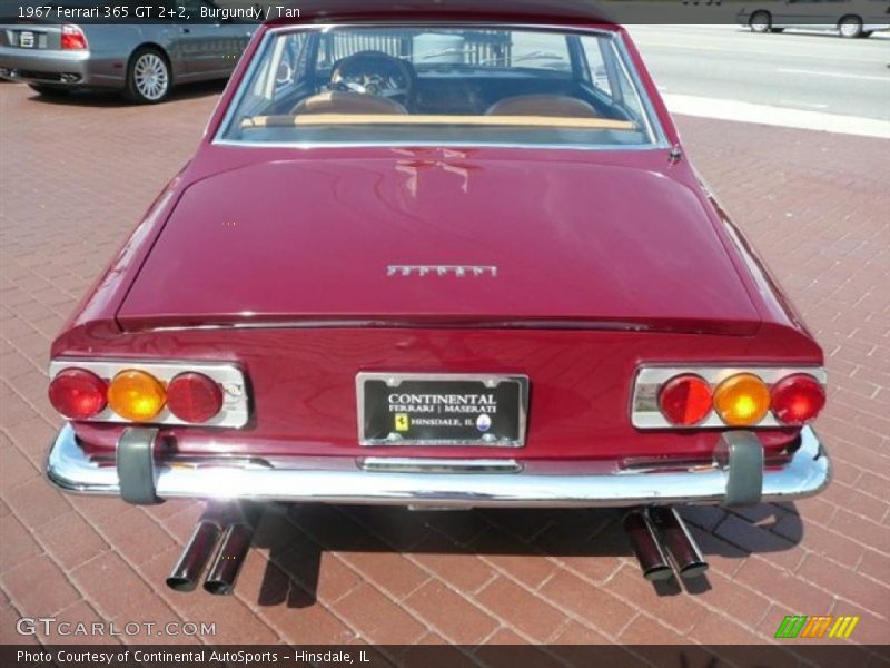 Burgundy / Tan 1967 Ferrari 365 GT 2+2