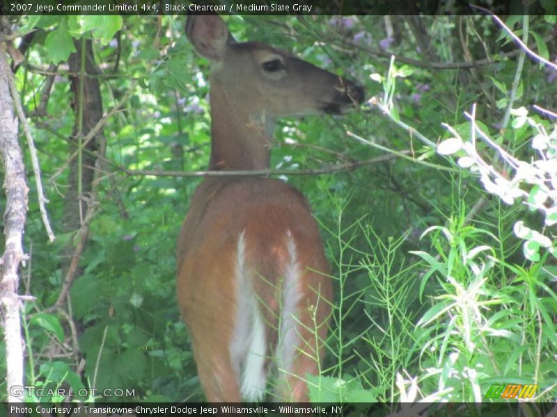 Black Clearcoat / Medium Slate Gray 2007 Jeep Commander Limited 4x4
