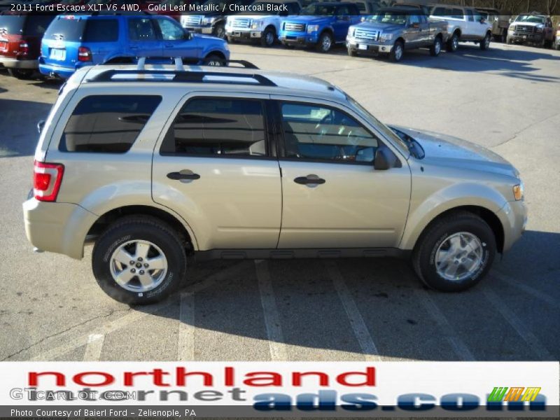 Gold Leaf Metallic / Charcoal Black 2011 Ford Escape XLT V6 4WD