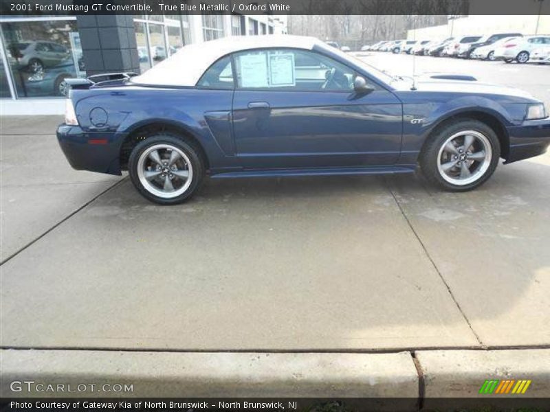 True Blue Metallic / Oxford White 2001 Ford Mustang GT Convertible