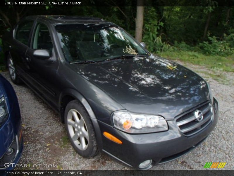 Gray Lustre / Black 2003 Nissan Maxima SE