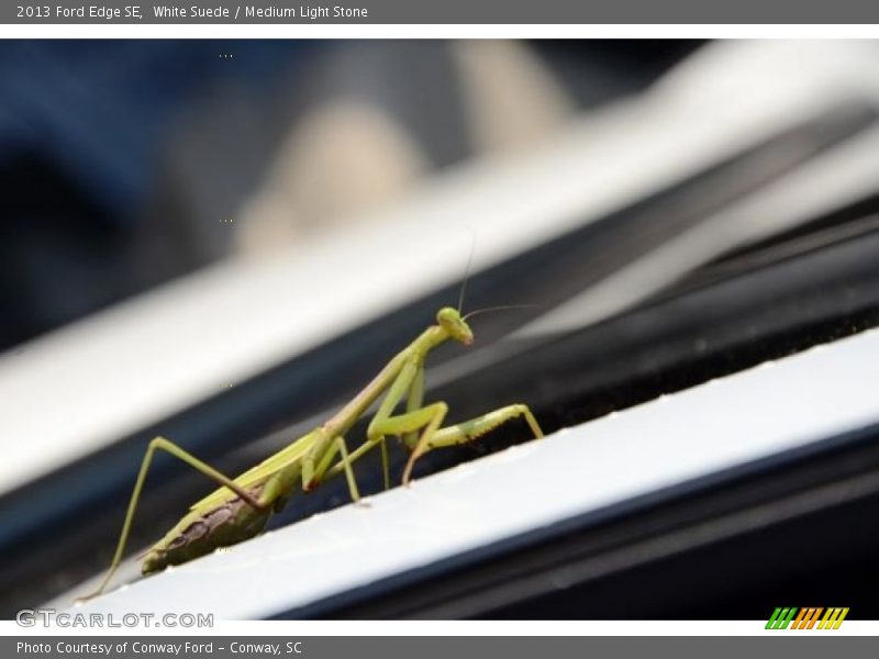 White Suede / Medium Light Stone 2013 Ford Edge SE