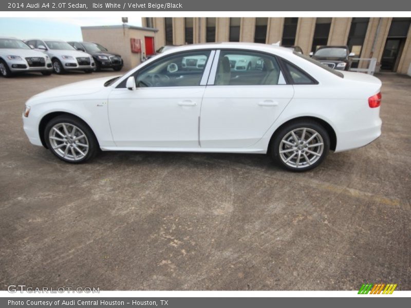 Ibis White / Velvet Beige/Black 2014 Audi A4 2.0T Sedan