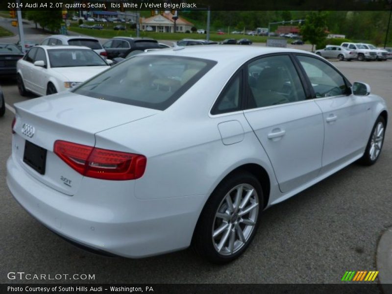Ibis White / Velvet Beige/Black 2014 Audi A4 2.0T quattro Sedan