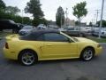 2001 Zinc Yellow Metallic Ford Mustang Cobra Convertible  photo #6