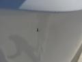 2003 Oxford White Ford Expedition Eddie Bauer  photo #20
