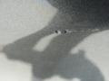 Storm Gray - Pathfinder S Photo No. 23