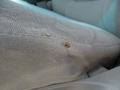 2002 Dark Shadow Grey Metallic Ford F150 XLT SuperCrew  photo #47