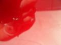 2010 Red Candy Metallic Ford F150 Lariat SuperCrew 4x4  photo #31