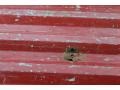 Bright Red - Ranger XLT SuperCab Flare Side 4x4 Photo No. 30