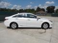 Porcelain White Pearl - Sonata Hybrid Photo No. 2