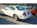 Icelandic Pearl - Maxima GLE Photo No. 7
