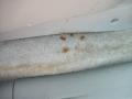 Natural White - Sienna LE Photo No. 23