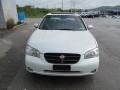Icelandic Pearl - Maxima SE Photo No. 11