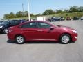 Venetian Red Pearl - Sonata Hybrid Photo No. 8