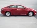 Venetian Red Pearl - Sonata Hybrid Photo No. 2