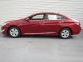 Venetian Red Pearl - Sonata Hybrid Photo No. 5