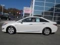 Porcelain White Pearl - Sonata Hybrid Photo No. 2