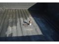 Dark Shadow Grey Metallic - F350 Super Duty Lariat Crew Cab 4x4 Dually Photo No. 48
