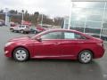 Venetian Red Pearl - Sonata Hybrid Photo No. 2