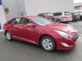 Venetian Red Pearl - Sonata Hybrid Photo No. 3