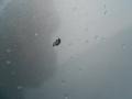 Pewter Metallic - Edge SE Photo No. 16