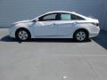 Porcelain White Pearl - Sonata Hybrid Photo No. 8