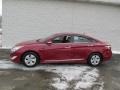 Venetian Red Pearl - Sonata Hybrid Photo No. 2