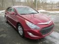 Venetian Red Pearl - Sonata Hybrid Photo No. 8