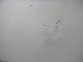 Liquid Silver - Veracruz Limited Photo No. 16